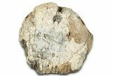 Bargain, Fossil Dinosaur Vertebra Centrum - Montana #351954-1